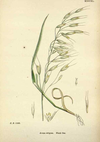 Reproducción/Reproduction 48750602712: English botany, or, Coloured figures of British plants /. London :R. Hardwicke,1863-1886.. 