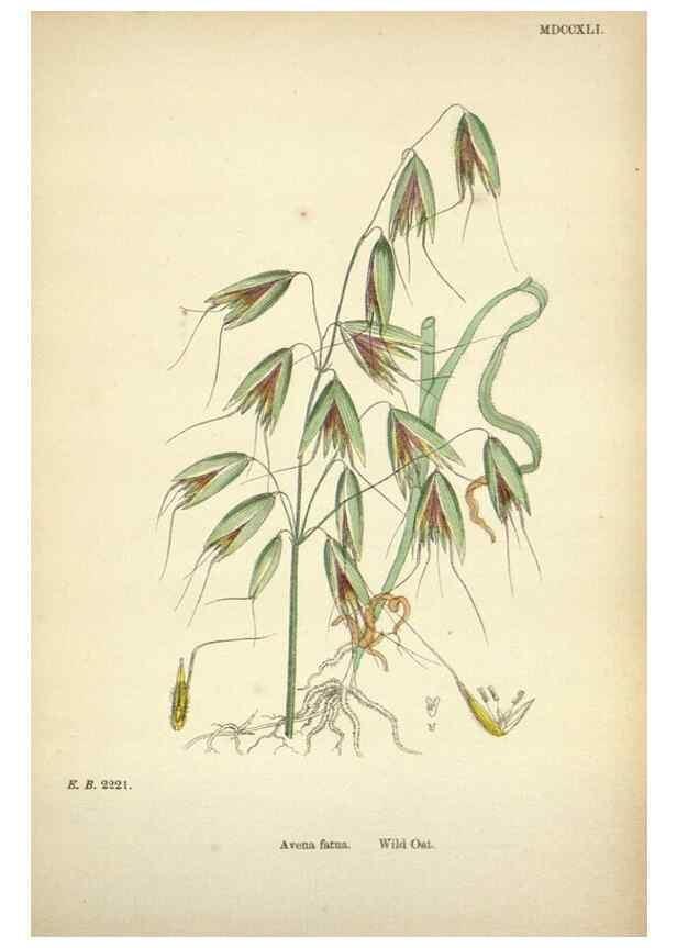 Reproducción/Reproduction 48750603097: English botany, or, Coloured figures of British plants /. London :R. Hardwicke,1863-1886.. 