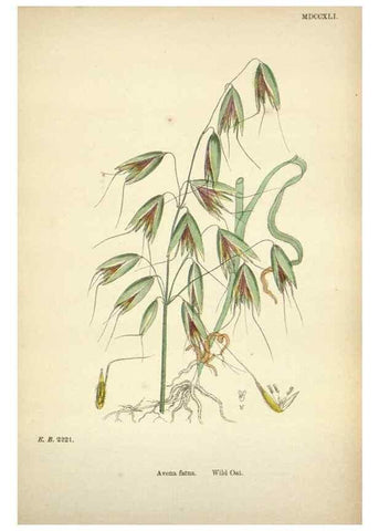 Reproducción/Reproduction 48750603097: English botany, or, Coloured figures of British plants /. London :R. Hardwicke,1863-1886.. 
