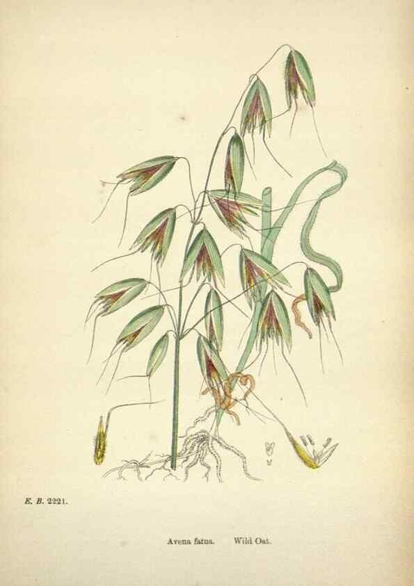 Reproducción/Reproduction 48750603097: English botany, or, Coloured figures of British plants /. London :R. Hardwicke,1863-1886.. 
