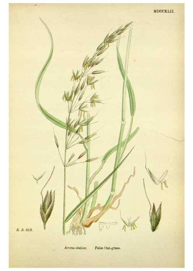 Reproducción/Reproduction 48750087793: English botany, or, Coloured figures of British plants /. London :R. Hardwicke,1863-1886.. 