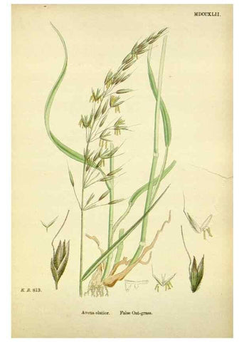 Reproducción/Reproduction 48750087793: English botany, or, Coloured figures of British plants /. London :R. Hardwicke,1863-1886.. 