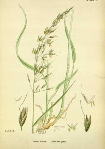 Reproducción/Reproduction 48750087793: English botany, or, Coloured figures of British plants /. London :R. Hardwicke,1863-1886.. 