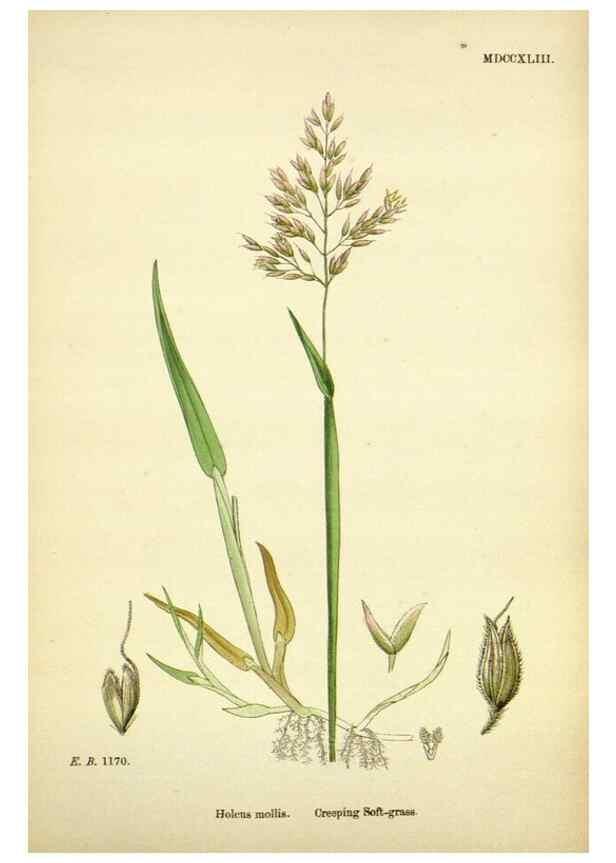 Reproducción/Reproduction 48750603742: English botany, or, Coloured figures of British plants /. London :R. Hardwicke,1863-1886.. 