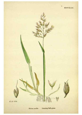 Reproducción/Reproduction 48750603742: English botany, or, Coloured figures of British plants /. London :R. Hardwicke,1863-1886.. 