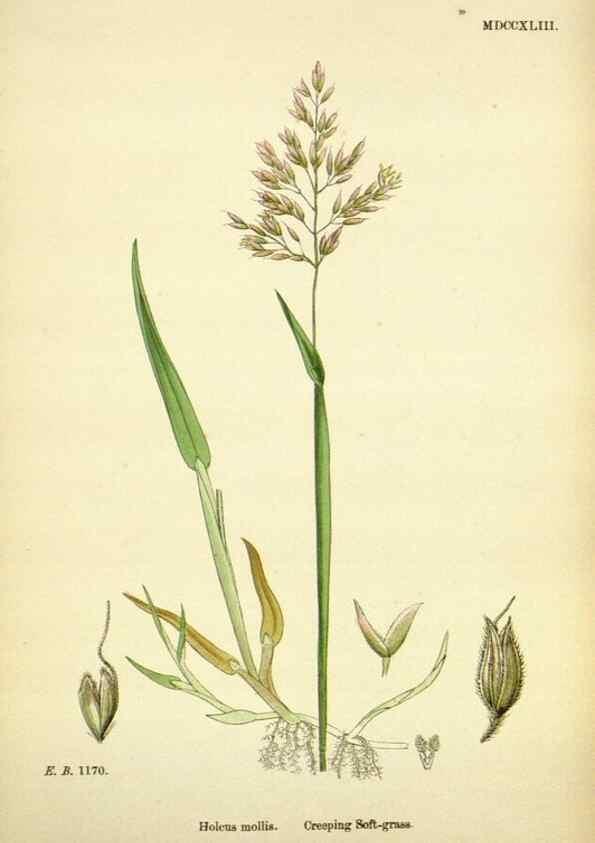 Reproducción/Reproduction 48750603742: English botany, or, Coloured figures of British plants /. London :R. Hardwicke,1863-1886.. 