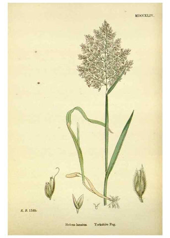 Reproducción/Reproduction 48750604102: English botany, or, Coloured figures of British plants /. London :R. Hardwicke,1863-1886.. 
