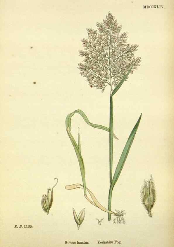Reproducción/Reproduction 48750604102: English botany, or, Coloured figures of British plants /. London :R. Hardwicke,1863-1886.. 
