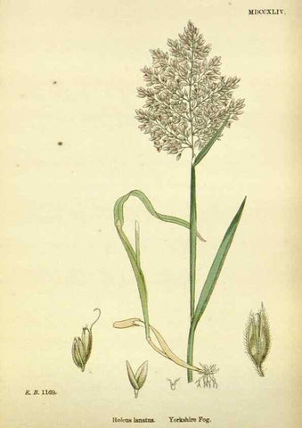 Reproducción/Reproduction 48750604102: English botany, or, Coloured figures of British plants /. London :R. Hardwicke,1863-1886.. 