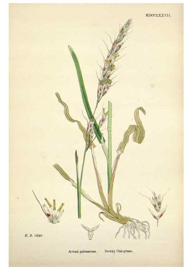 Reproducción/Reproduction 48750601392: English botany, or, Coloured figures of British plants /. London :R. Hardwicke,1863-1886.. 