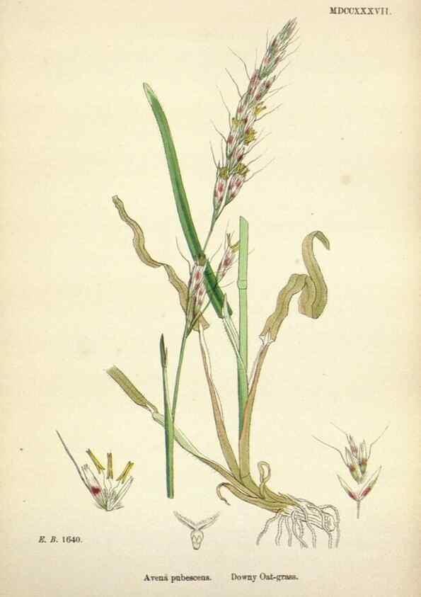 Reproducción/Reproduction 48750601392: English botany, or, Coloured figures of British plants /. London :R. Hardwicke,1863-1886.. 