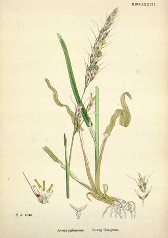 Reproducción/Reproduction 48750601392: English botany, or, Coloured figures of British plants /. London :R. Hardwicke,1863-1886.. 