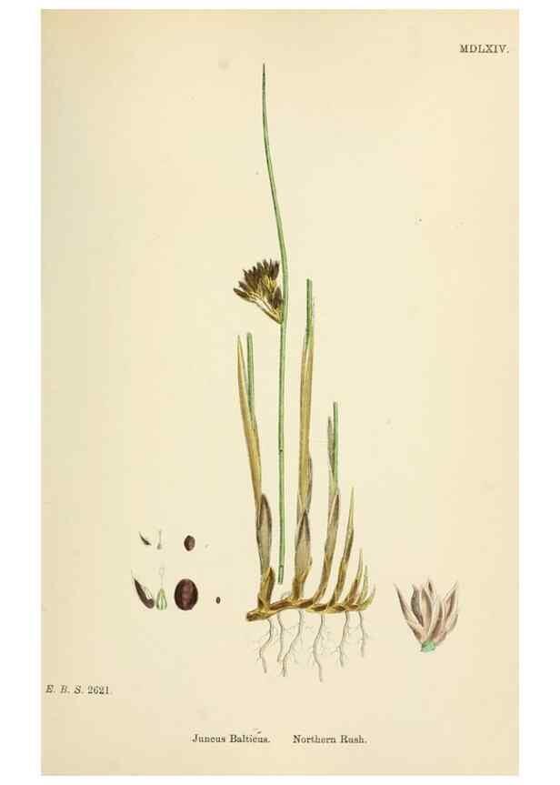 Reproducción/Reproduction 48750152353: English botany, or, Coloured figures of British plants /. London :R. Hardwicke,1863-1886.. 
