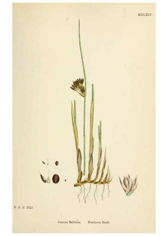 Reproducción/Reproduction 48750152353: English botany, or, Coloured figures of British plants /. London :R. Hardwicke,1863-1886.. 