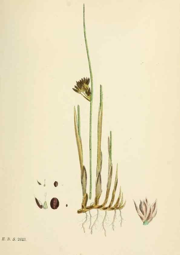 Reproducción/Reproduction 48750152353: English botany, or, Coloured figures of British plants /. London :R. Hardwicke,1863-1886.. 