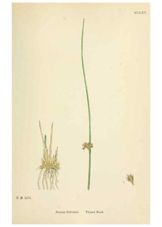 Reproducción/Reproduction 48750480021: English botany, or, Coloured figures of British plants /. London :R. Hardwicke,1863-1886.. 