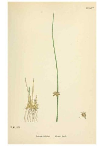 Reproducción/Reproduction 48750480021: English botany, or, Coloured figures of British plants /. London :R. Hardwicke,1863-1886.. 