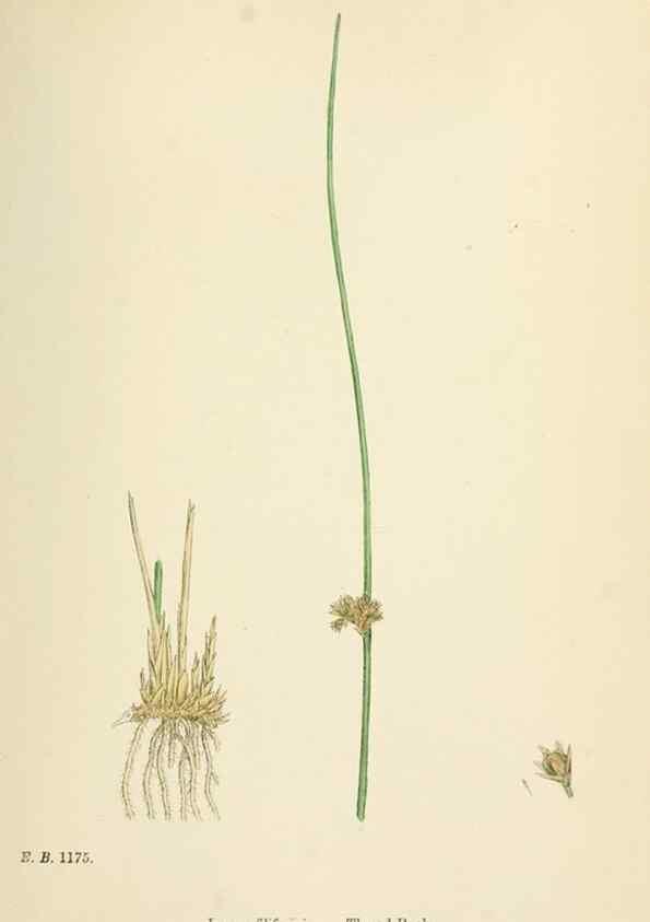 Reproducción/Reproduction 48750480021: English botany, or, Coloured figures of British plants /. London :R. Hardwicke,1863-1886.. 