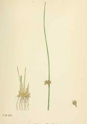 Reproducción/Reproduction 48750480021: English botany, or, Coloured figures of British plants /. London :R. Hardwicke,1863-1886.. 