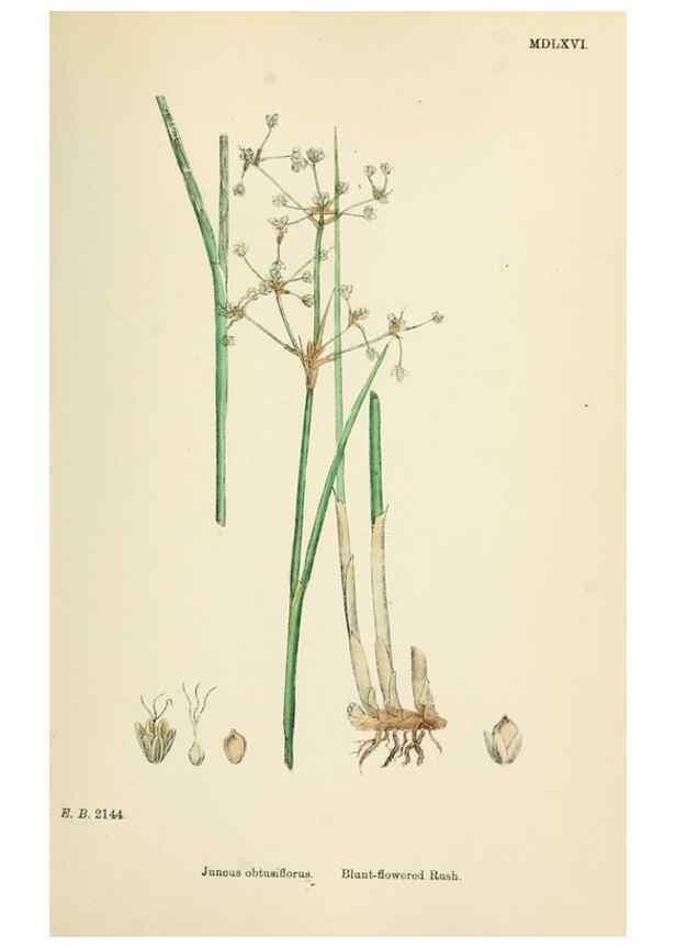 Reproducción/Reproduction 48750668617: English botany, or, Coloured figures of British plants /. London :R. Hardwicke,1863-1886.. 