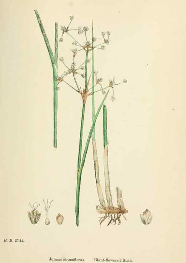 Reproducción/Reproduction 48750668617: English botany, or, Coloured figures of British plants /. London :R. Hardwicke,1863-1886.. 