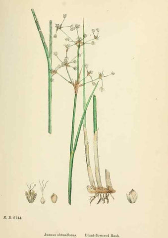 Reproducción/Reproduction 48750668617: English botany, or, Coloured figures of British plants /. London :R. Hardwicke,1863-1886.. 