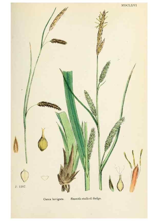 Reproducción/Reproduction 48750207938: English botany, or, Coloured figures of British plants /. London :R. Hardwicke,1863-1886.. 