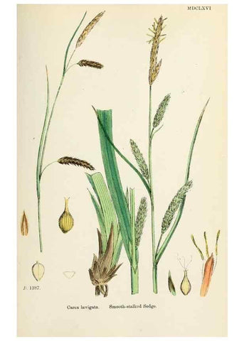 Reproducción/Reproduction 48750207938: English botany, or, Coloured figures of British plants /. London :R. Hardwicke,1863-1886.. 