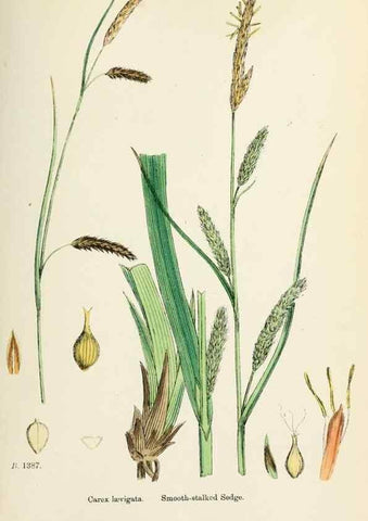 Reproducción/Reproduction 48750207938: English botany, or, Coloured figures of British plants /. London :R. Hardwicke,1863-1886.. 