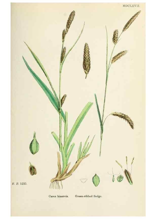 Reproducción/Reproduction 48750536446: English botany, or, Coloured figures of British plants /. London :R. Hardwicke,1863-1886.. 