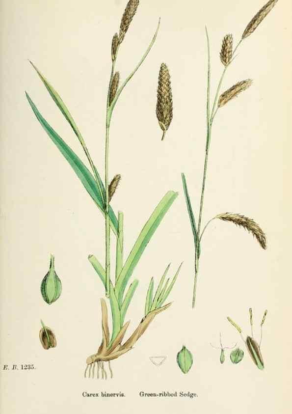 Reproducción/Reproduction 48750536446: English botany, or, Coloured figures of British plants /. London :R. Hardwicke,1863-1886.. 