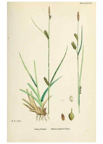 Reproducción/Reproduction 48750723907: English botany, or, Coloured figures of British plants /. London :R. Hardwicke,1863-1886.. 