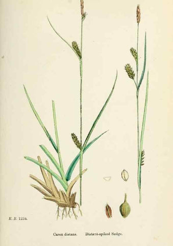 Reproducción/Reproduction 48750723907: English botany, or, Coloured figures of British plants /. London :R. Hardwicke,1863-1886.. 