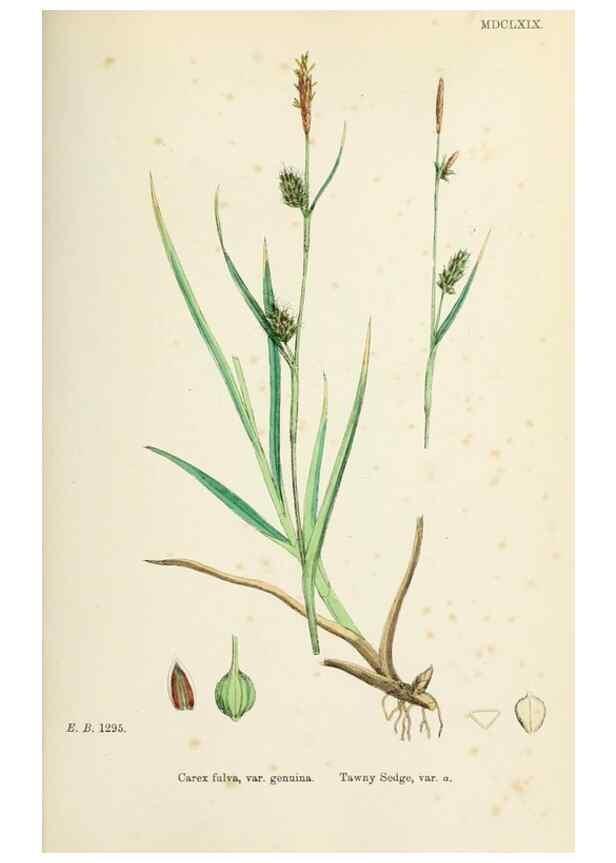 Reproducción/Reproduction 48750724227: English botany, or, Coloured figures of British plants /. London :R. Hardwicke,1863-1886.. 