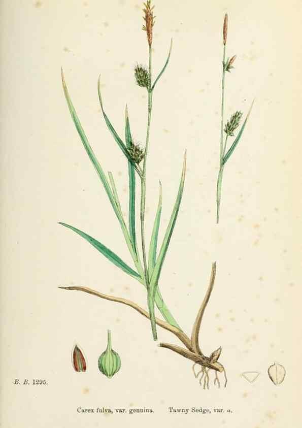 Reproducción/Reproduction 48750724227: English botany, or, Coloured figures of British plants /. London :R. Hardwicke,1863-1886.. 