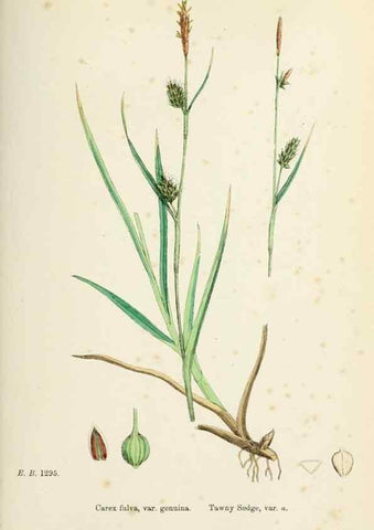 Reproducción/Reproduction 48750724227: English botany, or, Coloured figures of British plants /. London :R. Hardwicke,1863-1886.. 