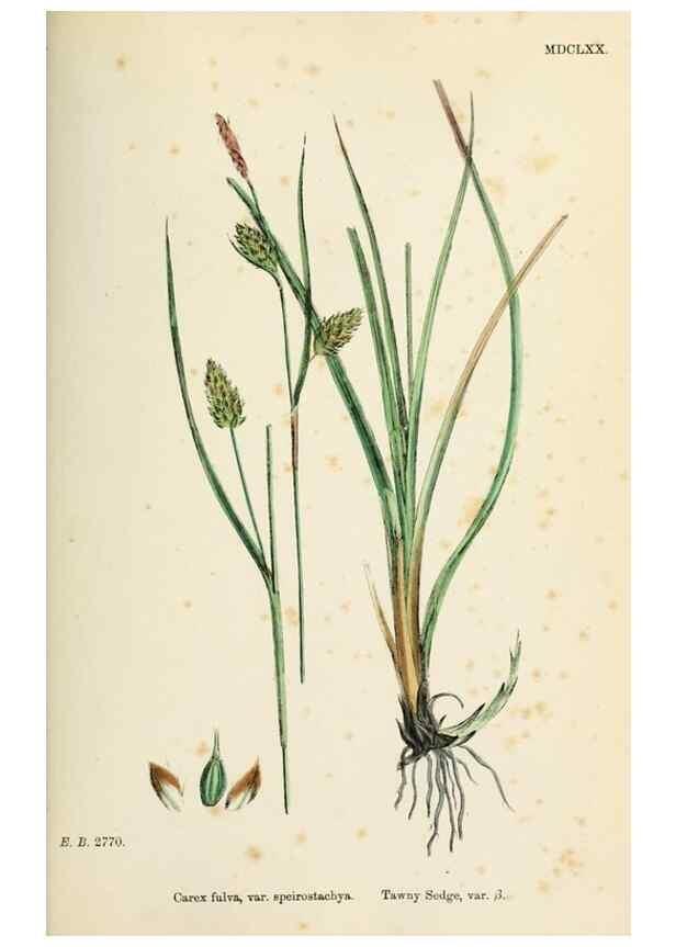 Reproducción/Reproduction 48750209378: English botany, or, Coloured figures of British plants /. London :R. Hardwicke,1863-1886.. 