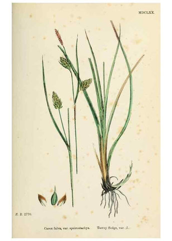 Reproducción/Reproduction 48750209378: English botany, or, Coloured figures of British plants /. London :R. Hardwicke,1863-1886.. 