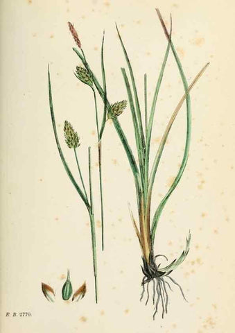 Reproducción/Reproduction 48750209378: English botany, or, Coloured figures of British plants /. London :R. Hardwicke,1863-1886.. 