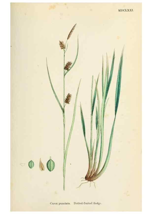 Reproducción/Reproduction 48750725007: English botany, or, Coloured figures of British plants /. London :R. Hardwicke,1863-1886.. 