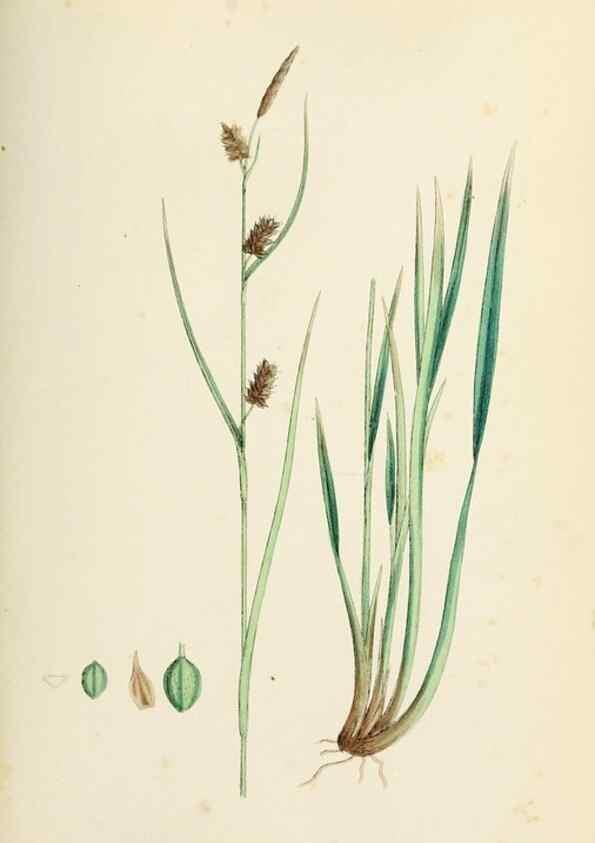 Reproducción/Reproduction 48750725007: English botany, or, Coloured figures of British plants /. London :R. Hardwicke,1863-1886.. 