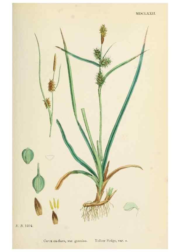 Reproducción/Reproduction 48750725407: English botany, or, Coloured figures of British plants /. London :R. Hardwicke,1863-1886.. 