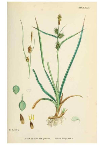 Reproducción/Reproduction 48750725407: English botany, or, Coloured figures of British plants /. London :R. Hardwicke,1863-1886.. 