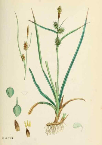 Reproducción/Reproduction 48750725407: English botany, or, Coloured figures of British plants /. London :R. Hardwicke,1863-1886.. 