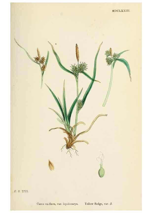 Reproducción/Reproduction 48750210463: English botany, or, Coloured figures of British plants /. London :R. Hardwicke,1863-1886.. 