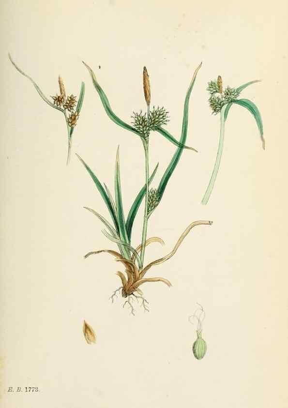 Reproducción/Reproduction 48750210463: English botany, or, Coloured figures of British plants /. London :R. Hardwicke,1863-1886.. 