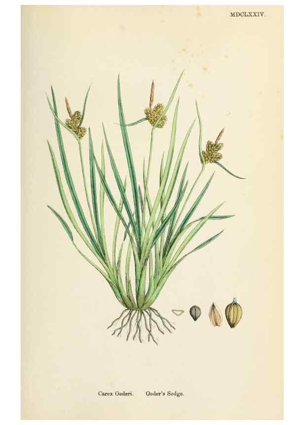 Reproducción/Reproduction 48750726062: English botany, or, Coloured figures of British plants /. London :R. Hardwicke,1863-1886.. 
