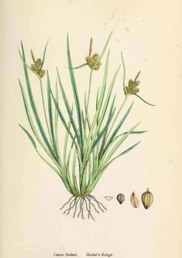 Reproducción/Reproduction 48750726062: English botany, or, Coloured figures of British plants /. London :R. Hardwicke,1863-1886.. 