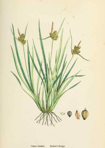 Reproducción/Reproduction 48750726062: English botany, or, Coloured figures of British plants /. London :R. Hardwicke,1863-1886.. 