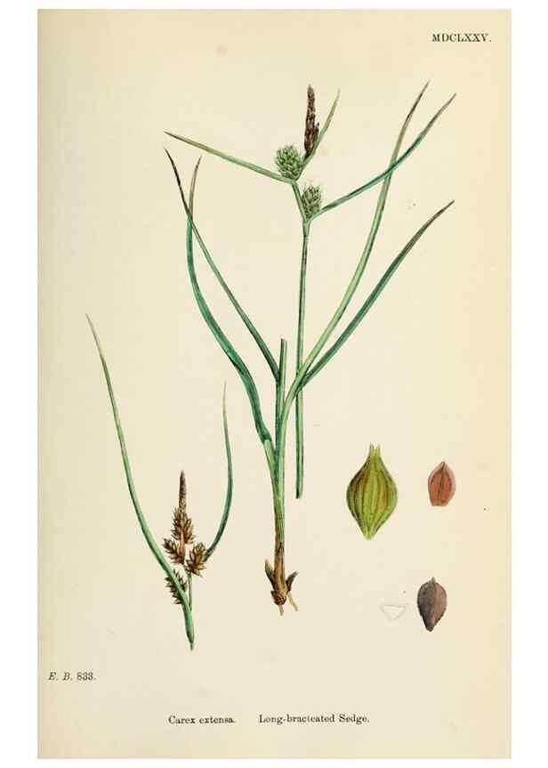 Reproducción/Reproduction 48750726422: English botany, or, Coloured figures of British plants /. London :R. Hardwicke,1863-1886.. 